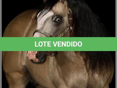 LOTE 012 - JUST IN HOLLYGUN QR