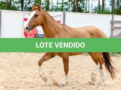 LOTE 016 - CALIBRE ESM DA PPMP