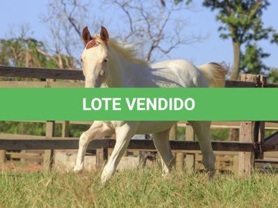 LOTE 006 - ORLANDO BAR BUD PLL