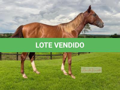 LOTE 013 - POLLY