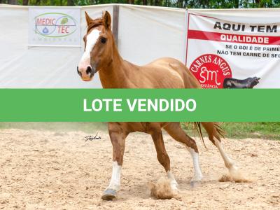 LOTE 016 - CALIBRE ESM DA PPMP