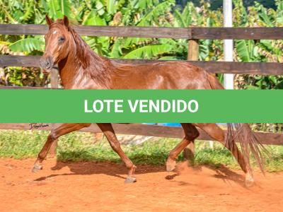 LOTE 018 - KKKK RESGATE DA TRADIÇÃO