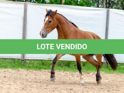 LOTE 012 - AURORA ESM DA PPMP