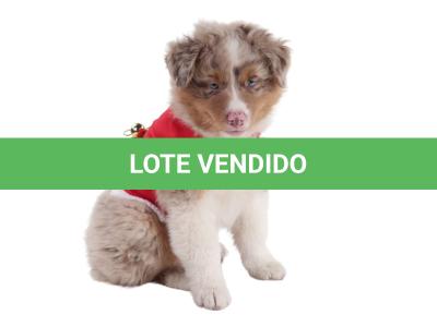 LOTE 099 - RED BOY YBJ