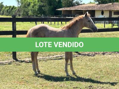 LOTE 015 - NOME A ESCOLHER