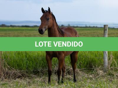 LOTE 012 - GUAPO BEE LENA