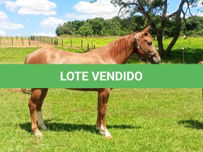 LOTE 003 - CATSLIGHTING DHL
