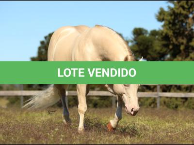 LOTE 007 - WHITE IN EXCESS DAN