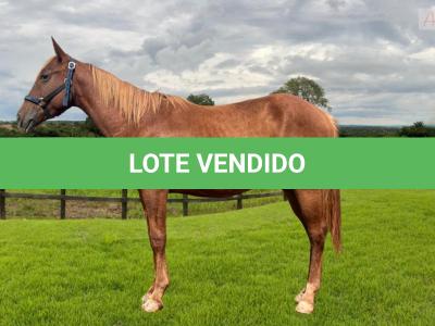 LOTE 014 - CACAU