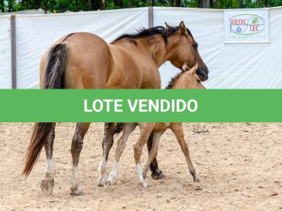 LOTE 006 - QUARESMA EMS (3x1)