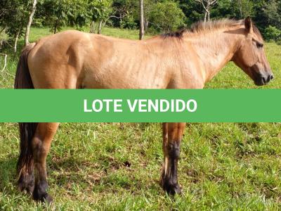 LOTE 014 - BARUK