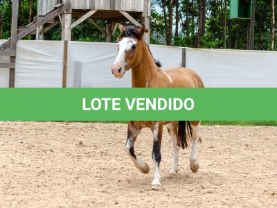 LOTE 008 - DEBOCHADA ESM DA PPMP