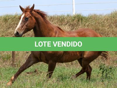 LOTE 005 - MISS PANA SHUGAR