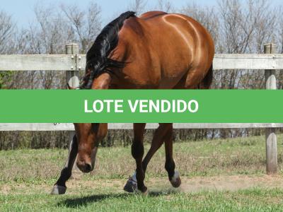 LOTE 004 - ROOSTERS DUN IT GUN