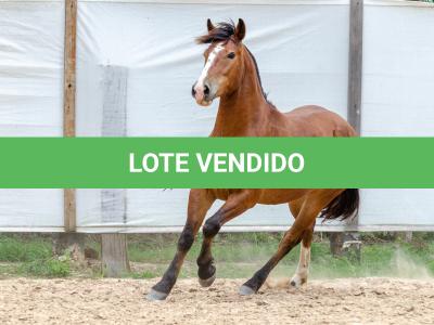 LOTE 010 - AMULETO ESM DA PPMP