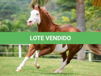 LOTE 006 - POP SUPER GUNNER