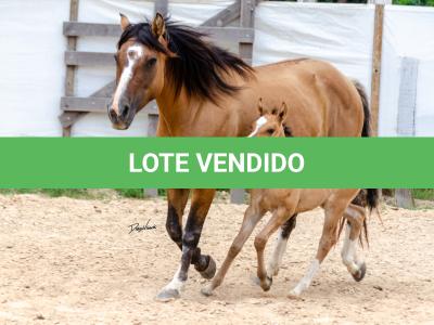 LOTE 006 - QUARESMA EMS (3x1)