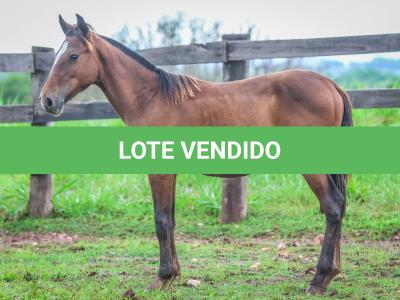 LOTE 023 - MAXIMUS MSM