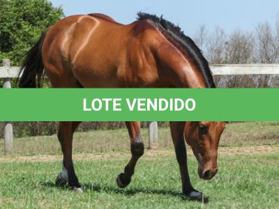 LOTE 004 - ROOSTERS DUN IT GUN