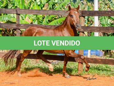 LOTE 018 - KKKK RESGATE DA TRADIÇÃO