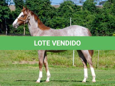 LOTE 009 - WHIZ LITTLE CHOICE