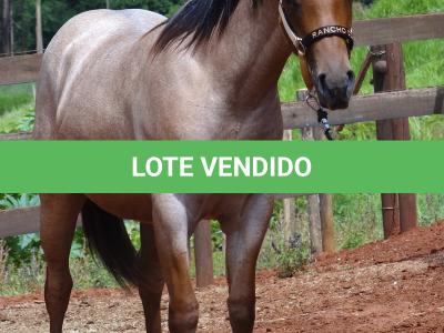 LOTE 018 - PEROLA MISTERCAT CDA