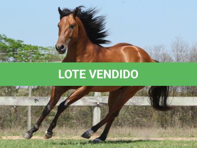 LOTE 004 - ROOSTERS DUN IT GUN