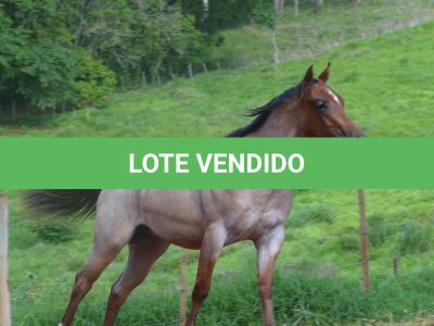 LOTE 018 - PEROLA MISTERCAT CDA