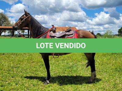 LOTE 015 - JUMA TOP CODY