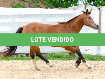 LOTE 014 - BONECA ESM DA PPMP