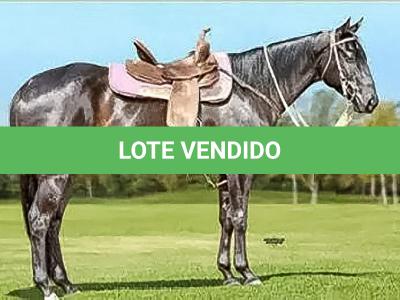 LOTE 007 - NEGA ZORRERO