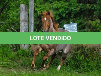 LOTE 015 - MANDALORIAN TOPFLING