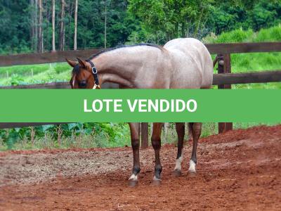 LOTE 018 - PEROLA MISTERCAT CDA