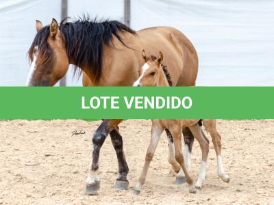 LOTE 006 - QUARESMA EMS (3x1)