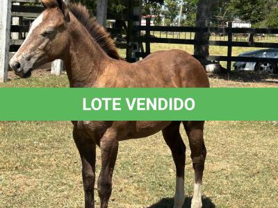 LOTE 017 - LIZ HICKORY DPLC