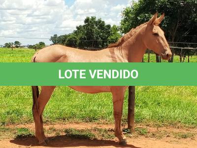 LOTE 018 - MARLBORO