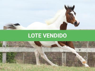 LOTE 009 - SUZYE EASY TOO YBJ