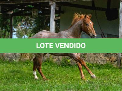 LOTE 015 - MANDALORIAN TOPFLING