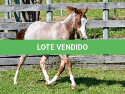 LOTE 009 - WHIZ LITTLE CHOICE