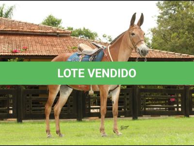 LOTE 002 - BAILARINA DA GAMELEIRA