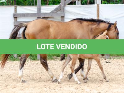 LOTE 006 - QUARESMA EMS (3x1)