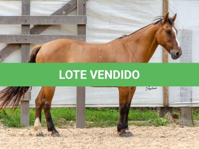 LOTE 007 - HANA DA RORAIMA (2x1)