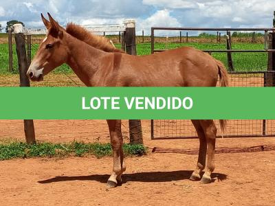 LOTE 005 - CAMPARI