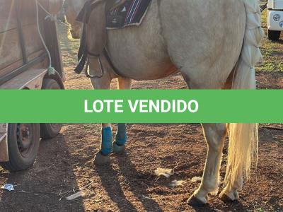 LOTE 008 - DUQUESA SIX EMZ