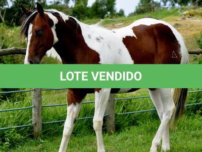 LOTE 003 - SARA CAT TARI MIME
