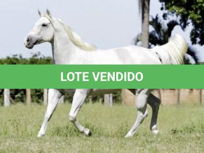 LOTE 010 - ZANICA HAIDAS PEP