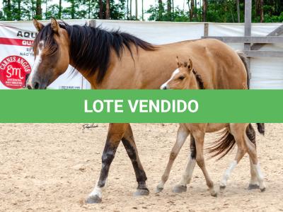 LOTE 006 - QUARESMA EMS (3x1)
