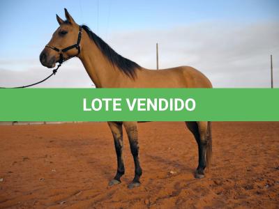 LOTE 009 - DAKOTA BARS LADY