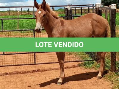LOTE 005 - CAMPARI