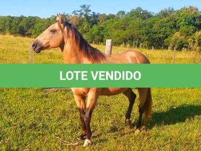 LOTE 012 - GOLD GO HUSH DUN IT